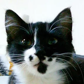 AtsizYurt Avatar