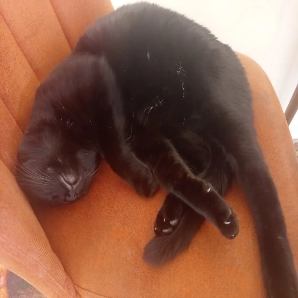 CNRCatnap31 Avatar
